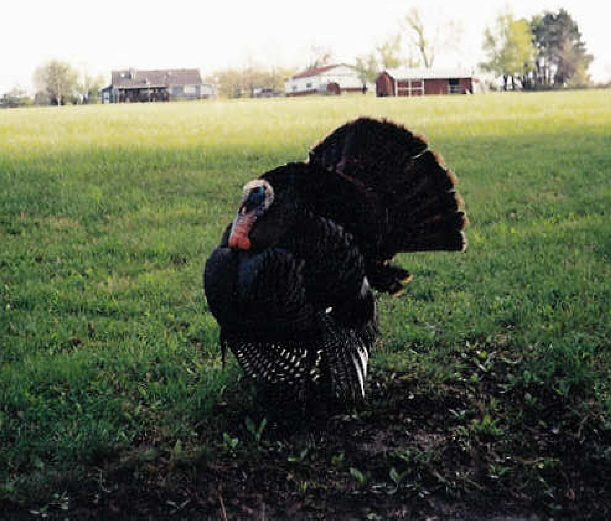turkey016.jpg